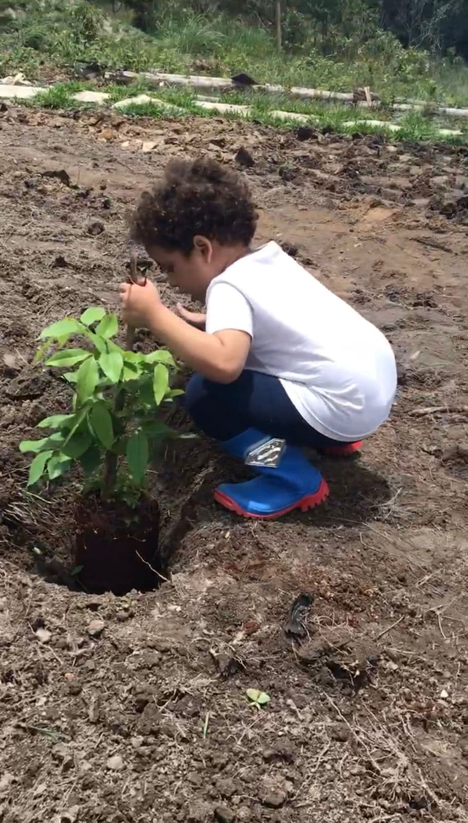 Plantando acácia